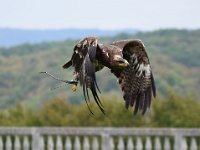 Steinadler 112
